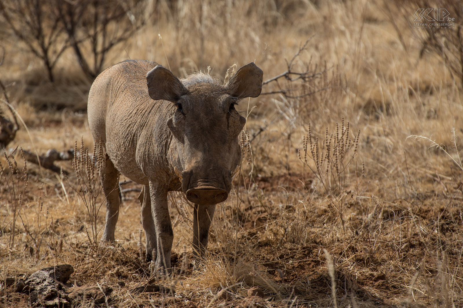 Samburu - Wrattenzwijn Afrikaans wrattenzwijn oftewel knobbelzwijn (Warthog, Phacochoerus africanus) Stefan Cruysberghs
